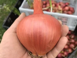 Onion Seeds