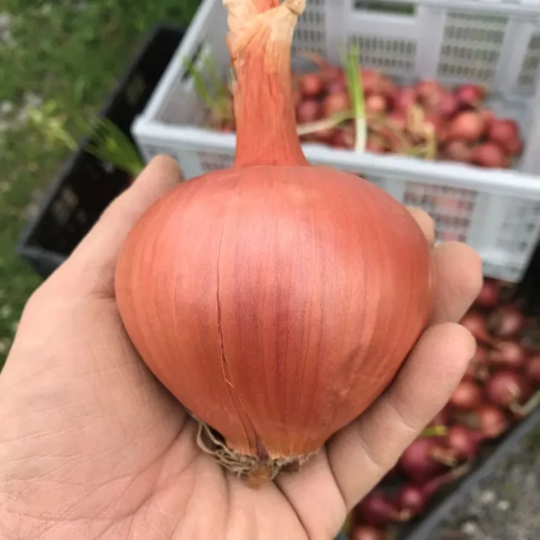 Bulb Onion Seeds, Burgaz Purple Burgaz purple bulb onion in farmer's hand
