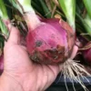 Farmer's hand holding a freshly harvested Burgaz purple bulb onion