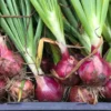 Fresh Burgaz Purple onions with green tops