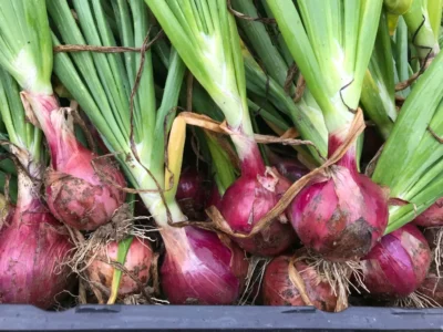 Fresh Burgaz Purple onions with green tops