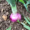 Bulb Onion Seeds, Burgaz Purple