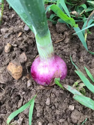burgaz_purple_onion4 Bulb Onion Seeds, Burgaz Purple