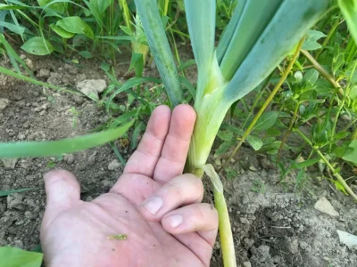 Ordu Beyaz Bilek1_1 Ordu Beyaz Bilek green onion in ground