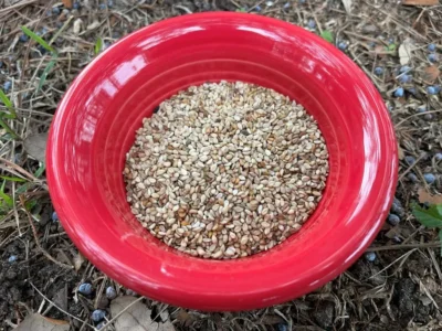 izmir_white_sesame Izmir White sesame seeds in a red bowl