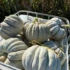 adapazari_squash_geyve_2_lr Adapazari winter squash stacked in a large container