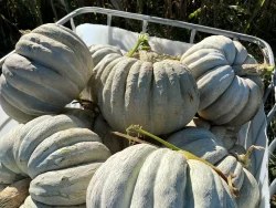 Adapazari winter squash stacked in a large container