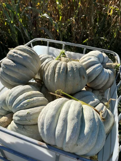 adapazari_squash_geyve_2_lr Adapazari winter squash stacked in a large container
