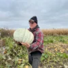 adapazari_squash_geyve_3_lr Farmer is holding a large fruit of Adapazari winter squash in field