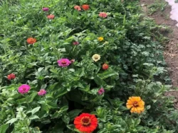Colorful Turkish zinnia in a garden
