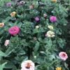 Colorful Turkish zinnia row