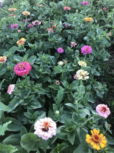 Colorful Turkish zinnia row