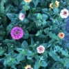 Colorful Turkish zinnia in the garden