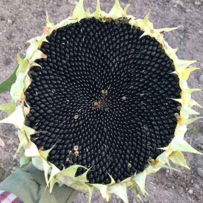 Simiska2_LR Simiska sunflower with mature, pitch-black seeds