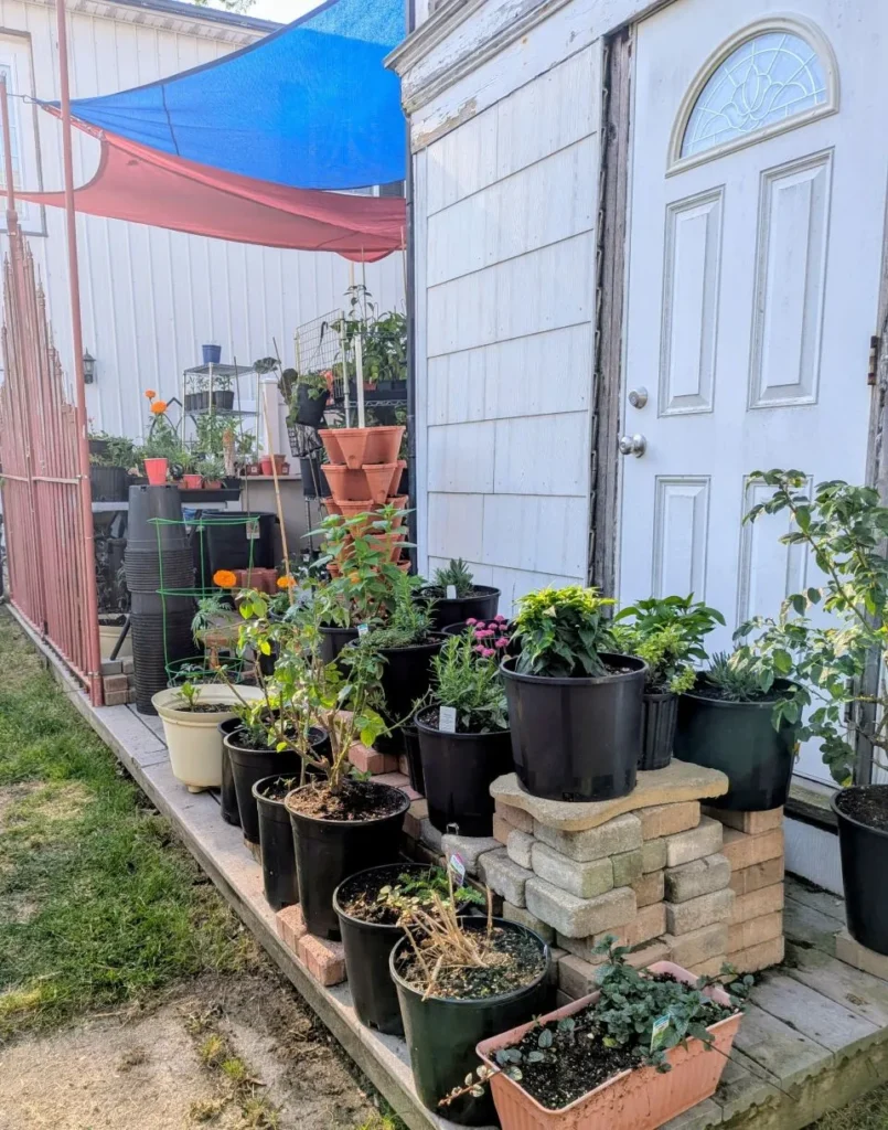 Spring 2026 Seed Giveaway Seed Giveaway 4 805x1024