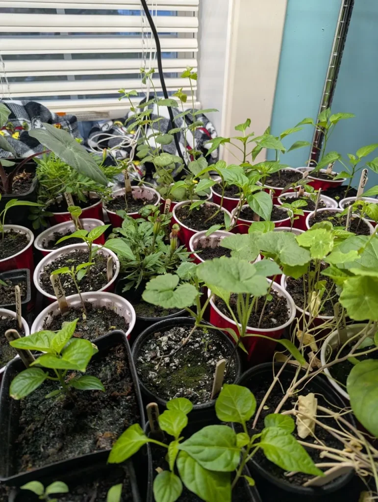 Spring 2026 Seed Giveaway Seed Giveaway 5 771x1024