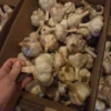 Boxes of Sicilian softneck garlic bulbs
