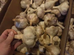 Boxes of Sicilian softneck garlic bulbs