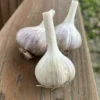Duganski hardneck garlic bulbs on wood deck rail
