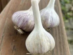 Duganski hardneck garlic bulbs on wood deck rail