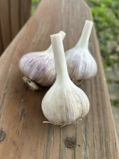 Duganski_garlic_2 Duganski hardneck garlic bulbs on wood deck rail