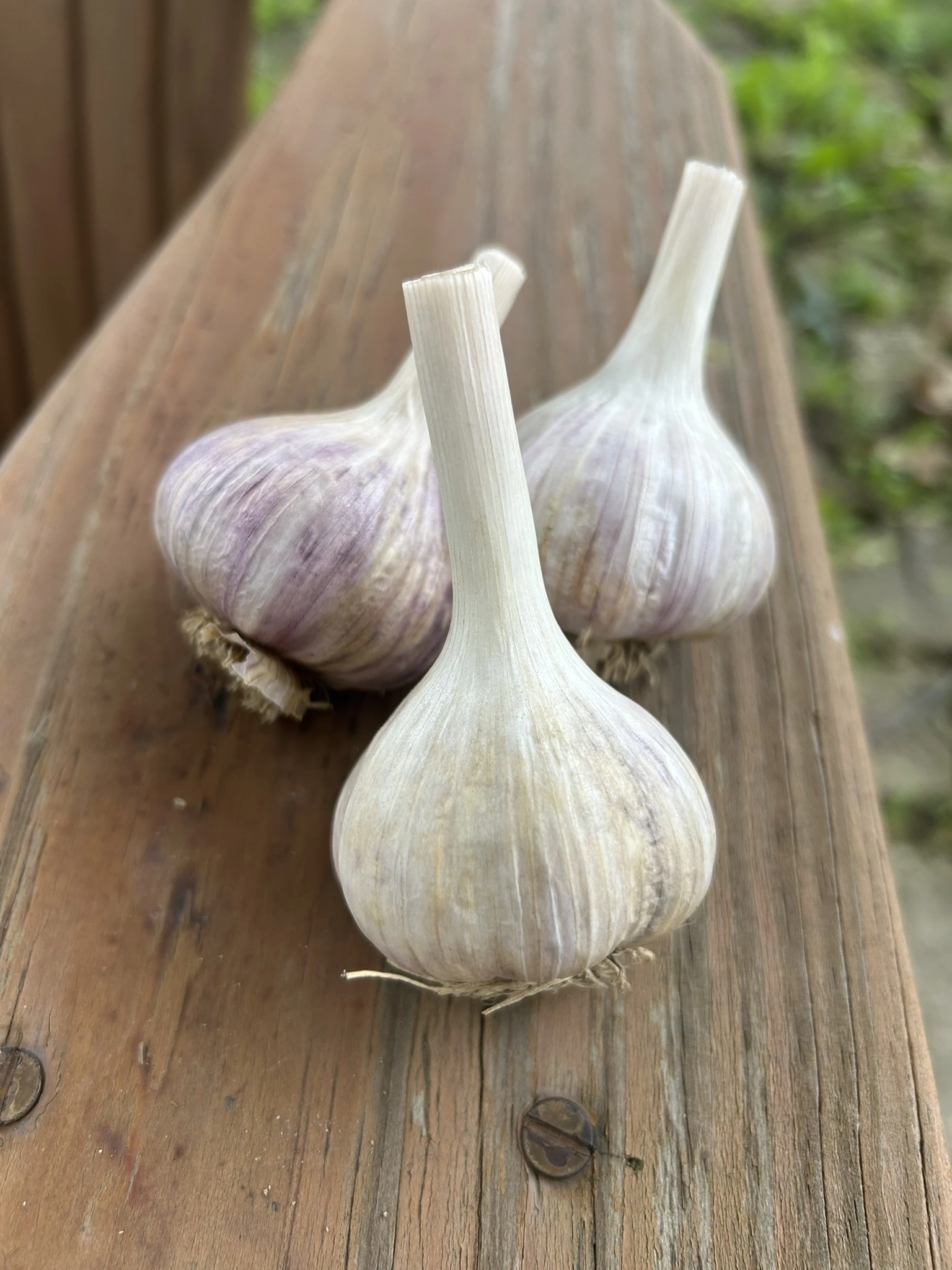 Duganski hardneck garlic bulbs on wood deck rail