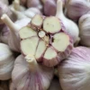 Fresh Kishlyk hardneck garlic bulbs with sliced section