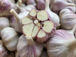 Fresh Kishlyk hardneck garlic bulbs with sliced section