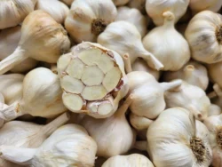 Fresh Silver Rose softneck garlic bulbs