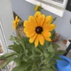 Campfire_Rudbeckia Campfire rudbeckia flower in a pot