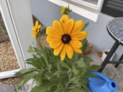 Campfire rudbeckia flower in a pot