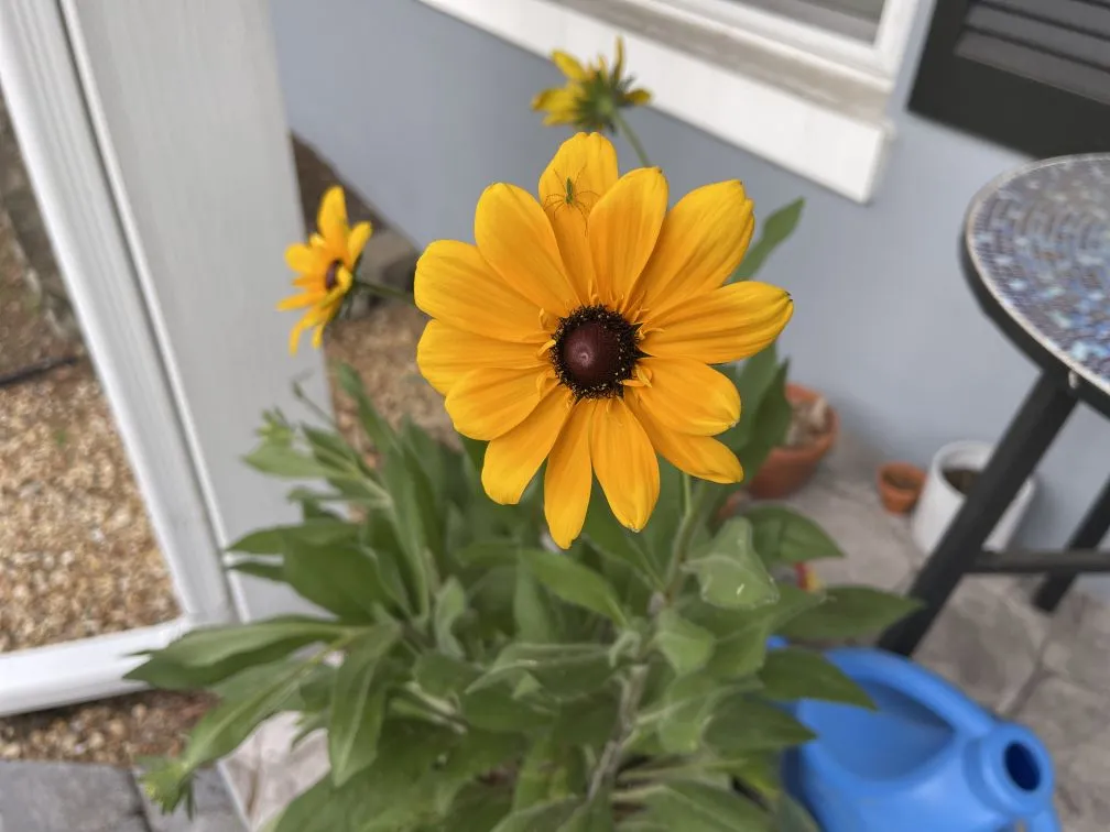 Campfire_Rudbeckia Campfire rudbeckia flower in a pot