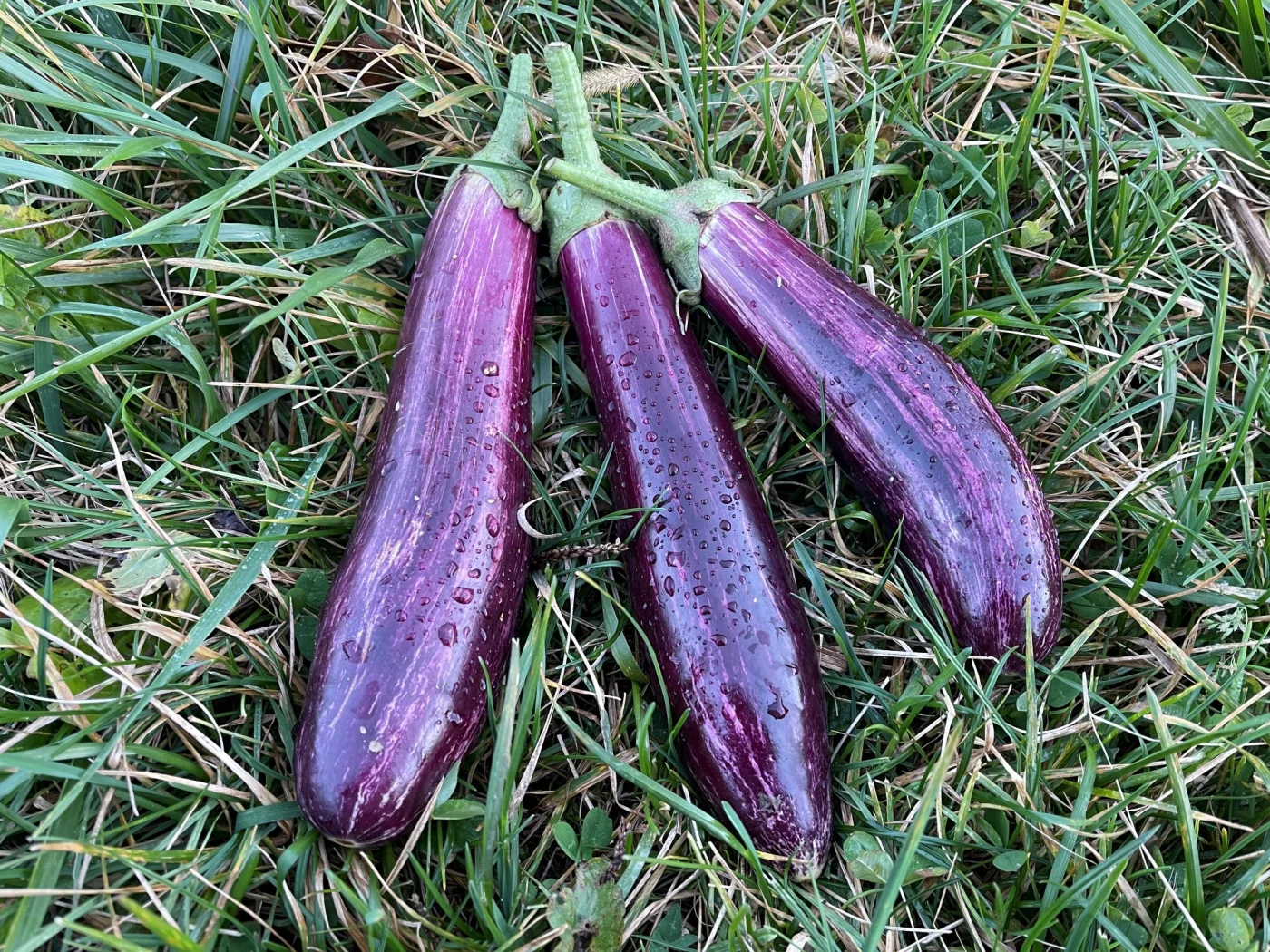 Seeds for the beautiful Yamula eggplant is back!